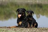 BEAUCERON - PUPPIES 206